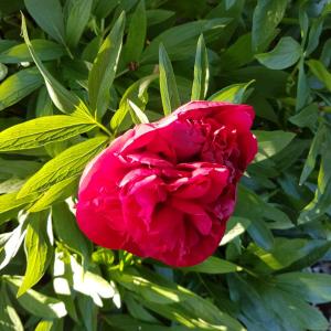 Photos de Styl'patou fournies par le propriétaire