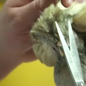 coiffeur spécial volailles