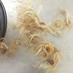 Nouvelle coupe de cheveux Diane Kruger