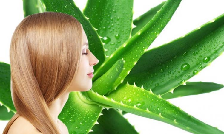 bienfaits de l'aloe vera sur les cheveux