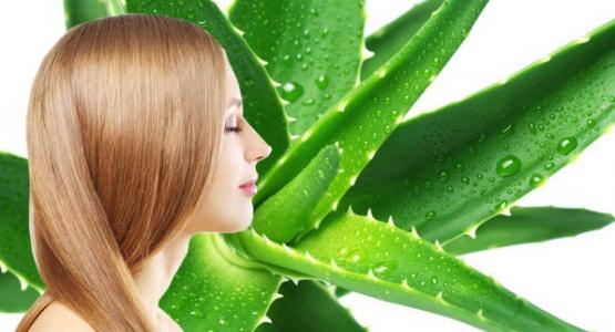 bienfaits de l'aloe vera sur les cheveux