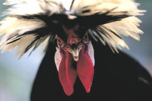 coiffeur pour les poules