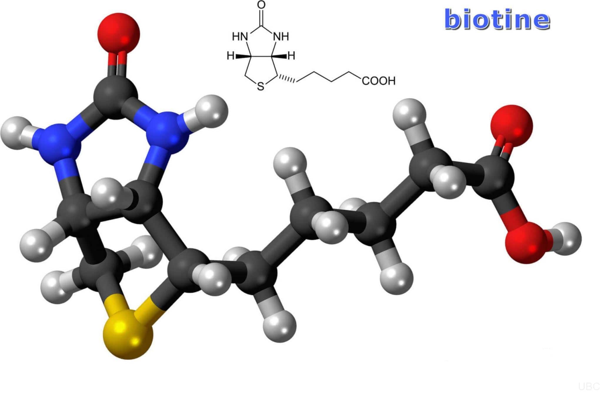 Structure moléculaire de la biotine